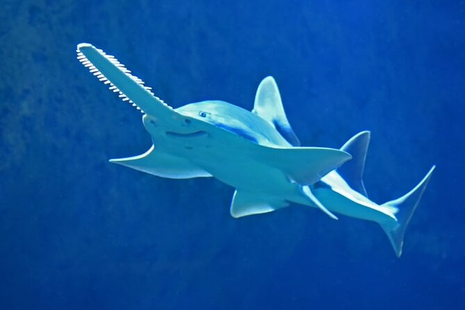 Dubai Aquarium And Underwater Zoo Tickets At Dubai Mall - Continuing into the Underwater Zoo