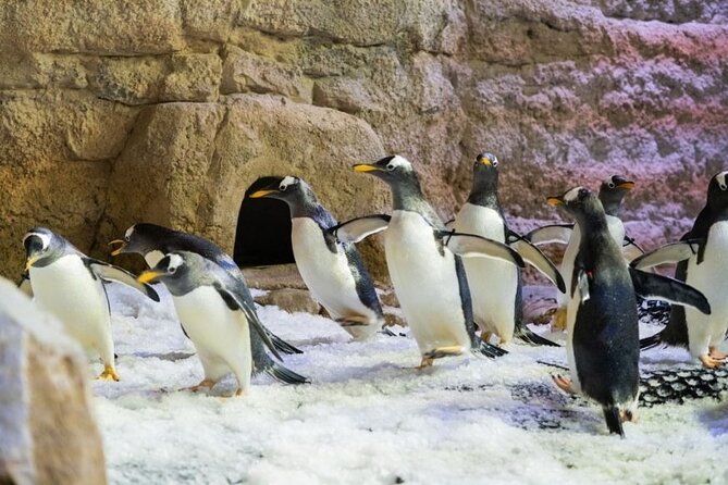 Dubai Aquarium and Underwater Zoo with Penguin Cove Tickets. - Penguin Cove and the gentoo penguins