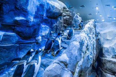 Dubai Aquarium and Underwater Zoo with Penguin Cove Tickets.