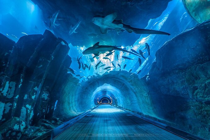 Dubai Aquarium and Underwater Zoo with Penguin Cove Tickets. - Price, group value, and what you receive