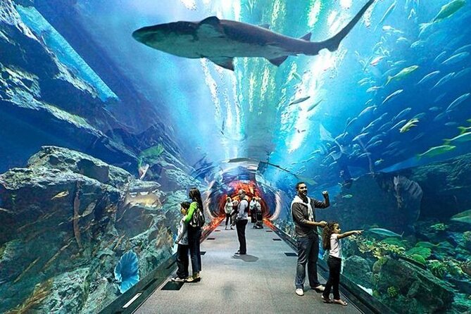 Dubai Aquarium and Underwater Zoo with Penguin Cove Tickets. - Who will enjoy it most