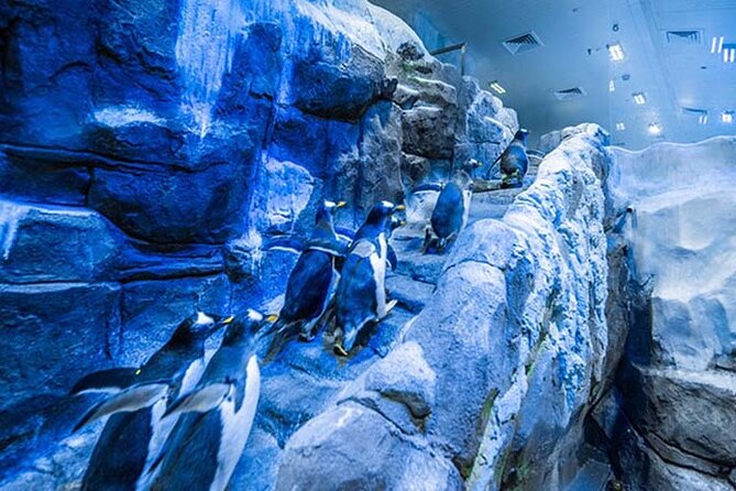 Dubai Aquarium and Underwater Zoo with Penguin Cove Tickets. - Three habitats on Level Two