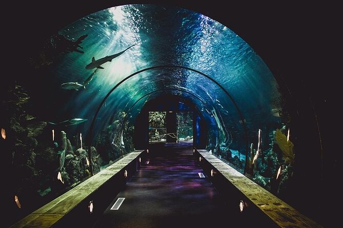 Dubai Aquarium underater zoo penguin cove with optional transport - Choosing transport and planning your time