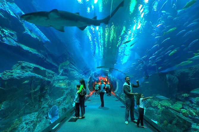 Dubai Aquarium & Underwater Zoo with Penguin Cove - King Croc, the memorable star