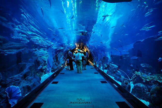 Dubai Aquarium & Underwater Zoo with Penguin Cove - Who will enjoy this most?