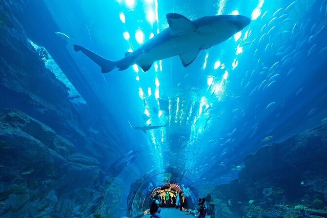 Dubai Aquarium & Underwater Zoo with Penguin Cove - Penguin Cove and the Underwater Zoo