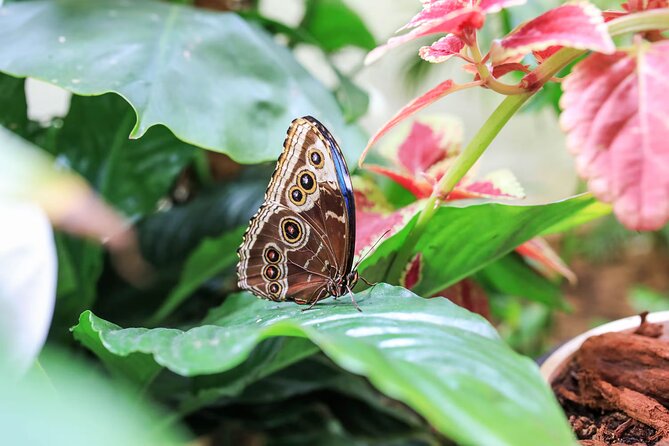 Dubai Butterfly Garden Admission Ticket - Is $16.75 a fair price?