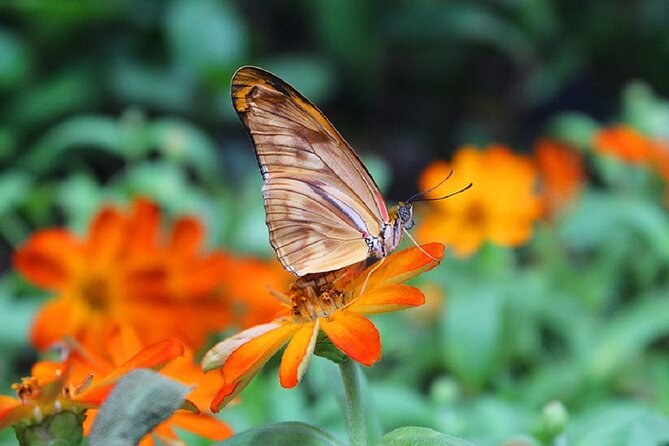 Dubai Butterfly Garden Admission Ticket - Booking, entry, and one important ticket tip