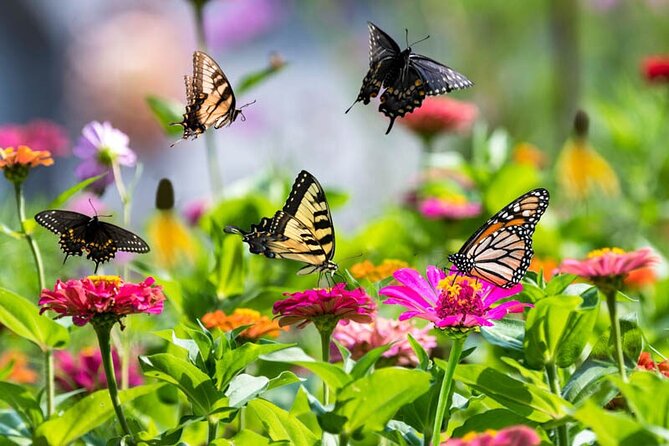 Dubai Butterfly Garden Admission Ticket - Who will enjoy Dubai Butterfly Garden most?