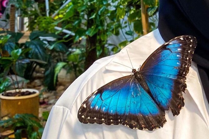 Dubai Butterfly Garden Entry Ticket - Value at about $25.41 per person