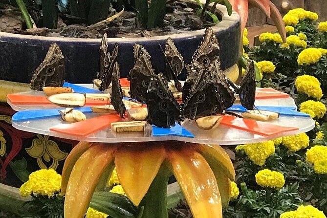 Dubai Butterfly Garden Entry Ticket - How it compares with Miracle Garden next door