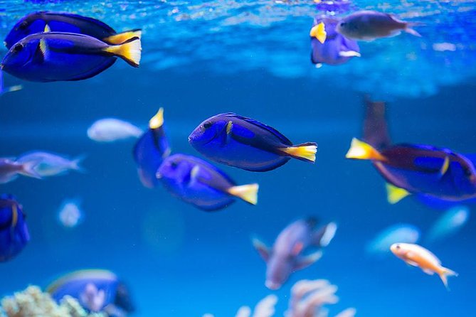Dubai Mall Aquarium & Underwater Zoo with Penguin Cove Tickets - A giant aquarium inside Dubai Mall