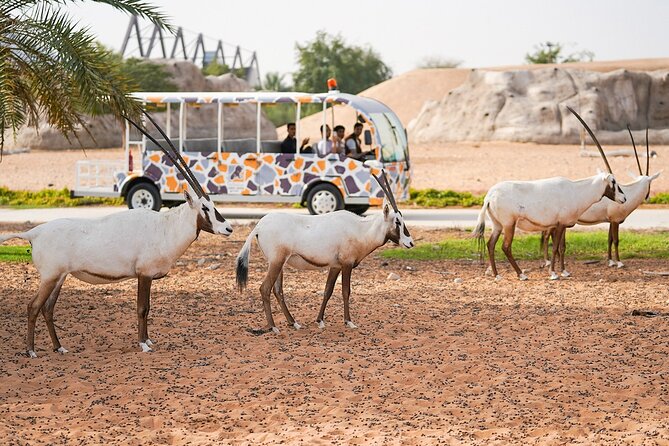 Dubai Safari Park - Choosing the right ticket for your visit