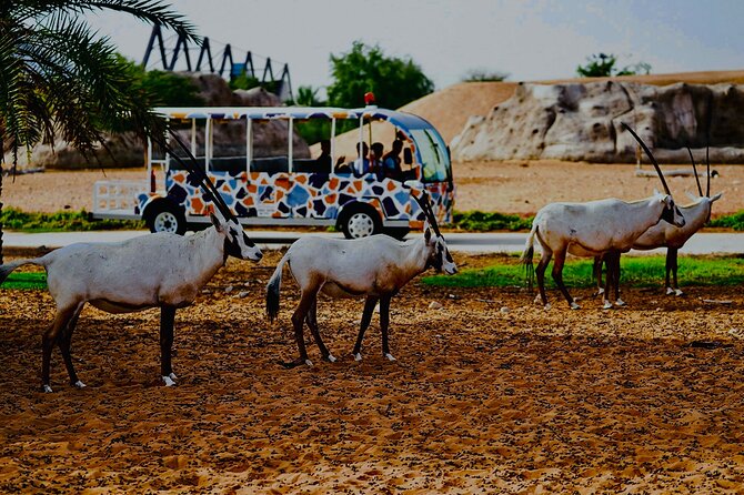 Dubai Safari Park Visit with Hotel Pickup and Drop-off - Key points to know before booking