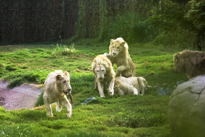 Dubai Safari Park With Transfer - Key points to know before booking