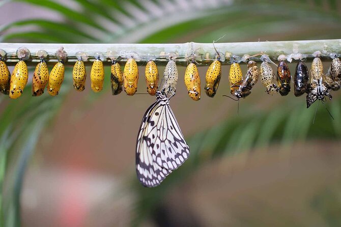 Dubai: Skip-The-Line Ticket to Butterfly Garden - Is the $16.75 ticket good value?
