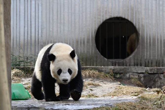 Dujiangyan Irrigation System and Panda Base Day tour - The giant panda at Yangtianwo Square