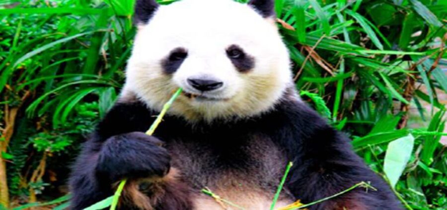 Dujiangyan panda base and irrigation system park day tour - Why this Chengdu day trip works