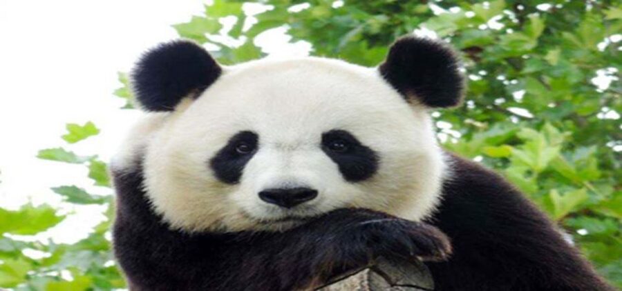 Dujiangyan panda base and irrigation system park day tour - The drive back and the value of the schedule
