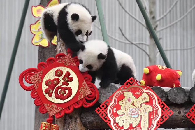 Dujiangyan Panda Base and Mount Qingcheng - What the panda visit is really like