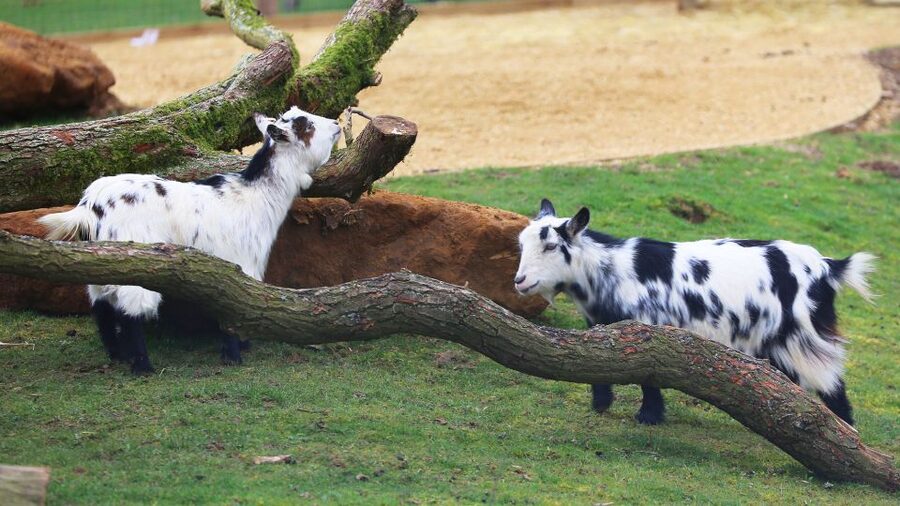 Dunstable: Whipsnade Zoo Full-Day Entrance Ticket - Key points to know