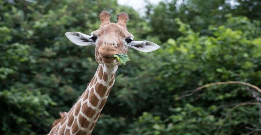 Dunstable: Whipsnade Zoo Full-Day Entrance Ticket - A zoo day built for distance and variety