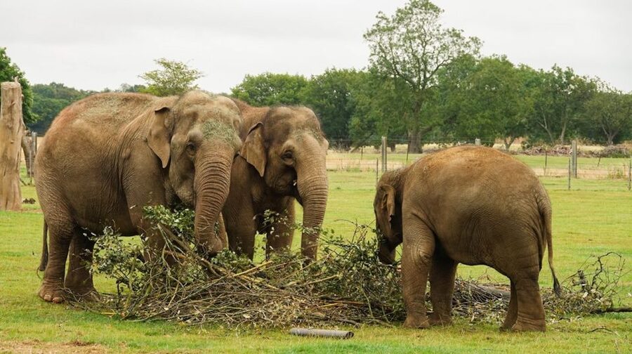 Dunstable: Whipsnade Zoo Full-Day Entrance Ticket - Rhinos, lions, and the big animal route