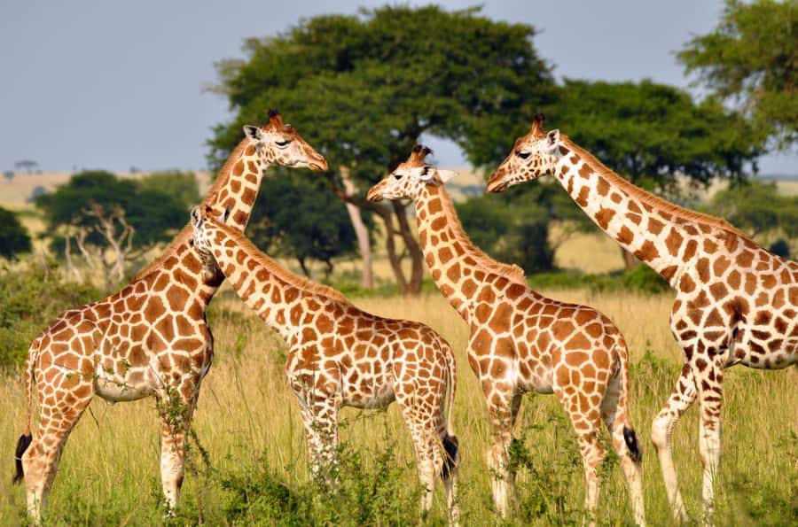 Durban: Half Day Phezulu Safari Park and Durban City Tour - A six-hour bridge between bush and city