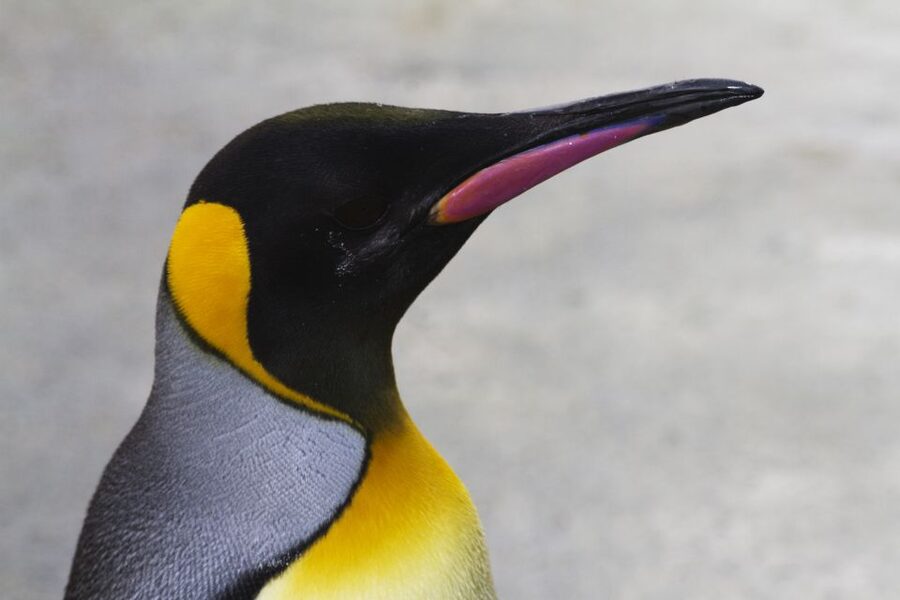 Edinburgh Zoo Entrance Ticket - Key points to know before you go
