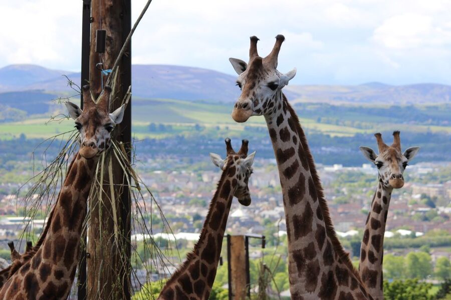 Edinburgh Zoo Entrance Ticket - Is the $36 ticket good value?