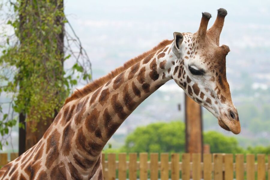 Edinburgh Zoo Entrance Ticket - Keeper talks and the value of hearing the explanation