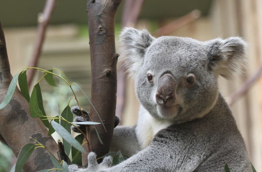 Edinburgh Zoo Entrance Ticket - Food, toilets, play areas, and picnic breaks