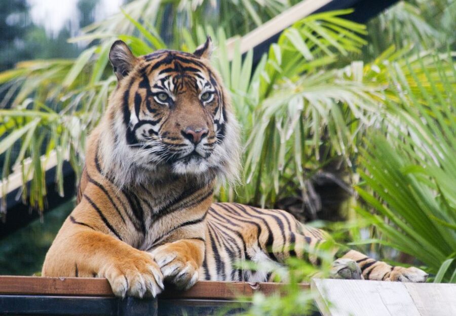 Edinburgh Zoo Entrance Ticket - How long should you allow?