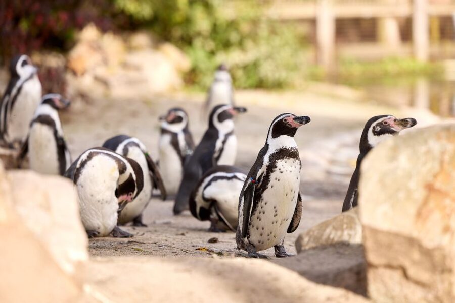 Eindhoven Zoo Entry Ticket - Key points to know before you go