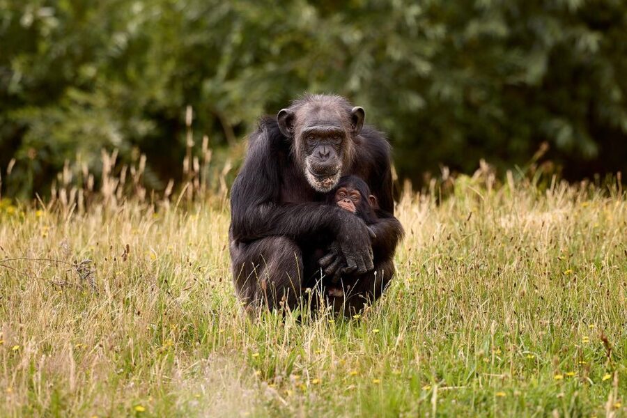 Eindhoven Zoo Entry Ticket - Getting there from Eindhoven or Nuenen