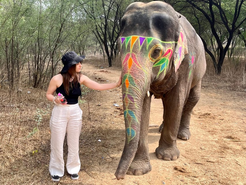 Elefun Best Elephant Sanctuary in Jaipur - Meeting an elephant near Jaipur