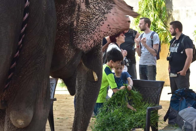 Elefun Best Elephant Sanctuary in Jaipur - Natural painting, with a welfare check