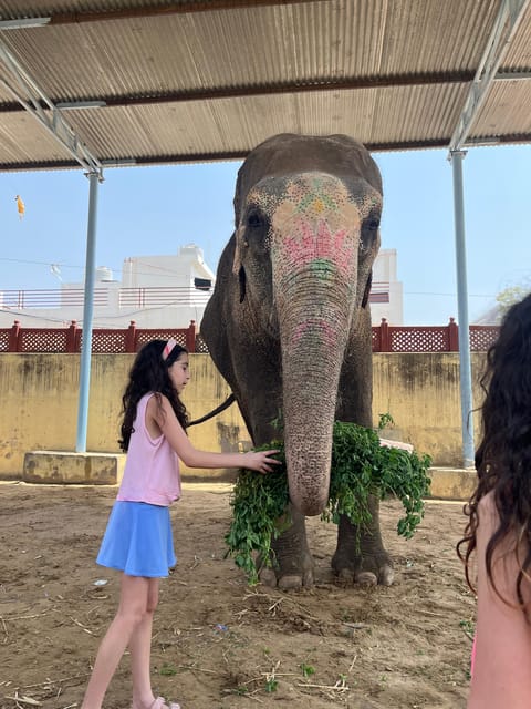 Elefun Best Elephant Sanctuary in Jaipur - Washing the elephant in warm weather