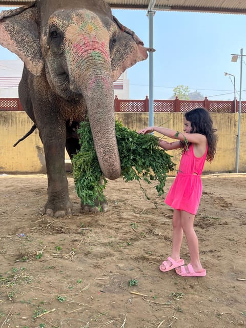 Elefun Best Elephant Sanctuary in Jaipur - A three-hour visit with tea and free time
