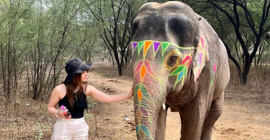 Elefun Best Elephant Sanctuary in Jaipur - Feeding time and elephant food