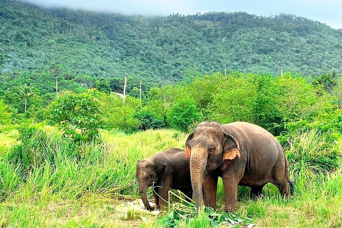 Elephant Nature Care, the largest elephant sanctuary on Koh Samui - Key points at a glance