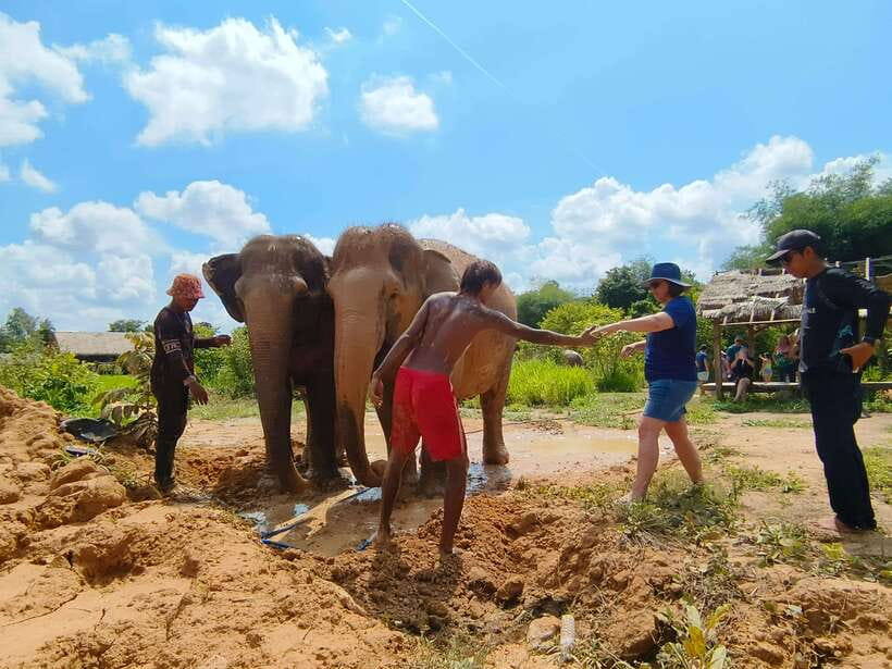 Elephant Sanctuary Cambodia, Pickup and drop off included - Who will enjoy this most?