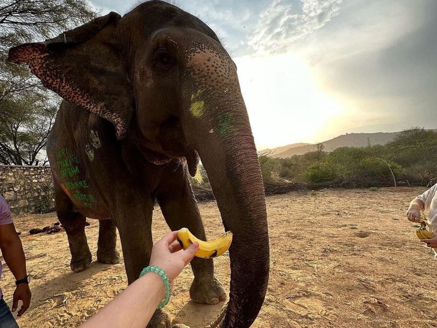 Elephant Sanctuary for Best elephant experience in Jaipur - Booking, timing, and cancellation