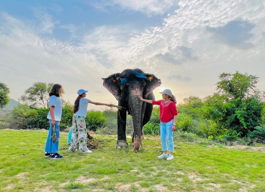 Elephant Sanctuary for Best elephant experience in Jaipur - What your visit can include