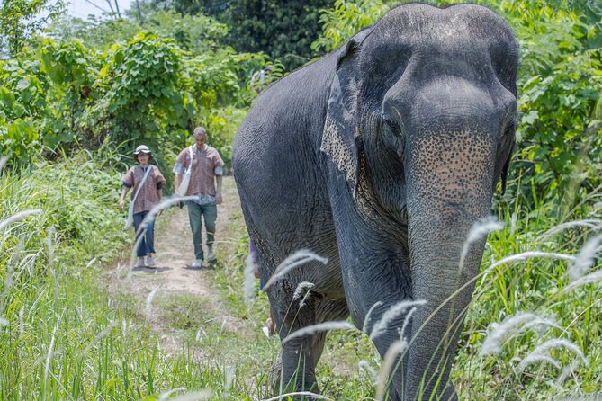 Elephant Sanctuary Small Group Tour in Phuket - What happens on the forest walk