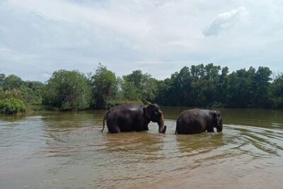 Elephant Sanctuary Small Group Tour in Phuket