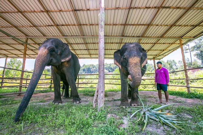 Elephant Sanctuary Small Group Tour in Phuket - Practical advice before you book