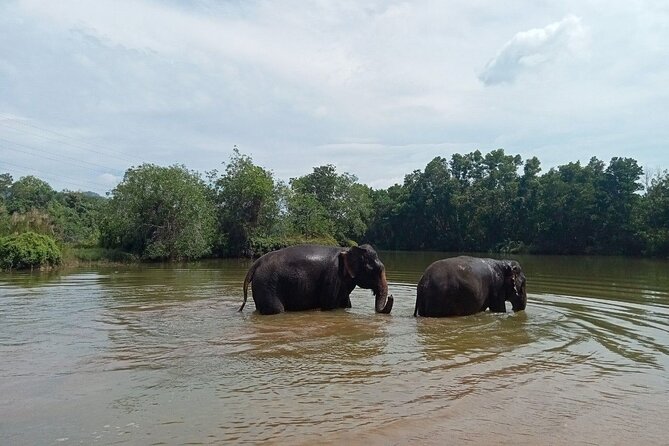 Elephant Sanctuary Small Group Tour in Phuket - What the Elephant Care Class teaches you