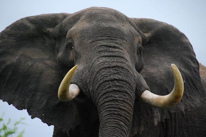 Elephant Sanctuary Tour from Johannesburg - Meeting the elephants near Hartbeespoortdam
