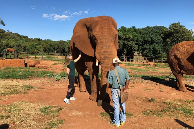 Elephant Sanctuary Tour from Johannesburg - A 1.5-hour ride from Johannesburg or Pretoria